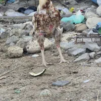 مرغ وخروس