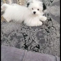 اشپیتز عروسکی