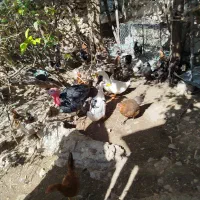 مرغ تخم گذار|حیوانات مزرعه|پلدختر, |دیوار