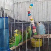 مرغ عشق|پرنده|فردیس, فردیس|دیوار