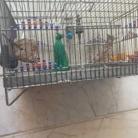 سهره خاکی کاکلی با قفس قناری فنچ مرغ عشق