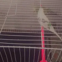 تو عدد مرغ عشق نر و ماده