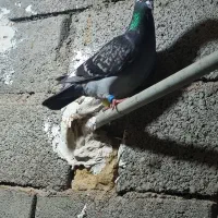 دانه‌ سیصد