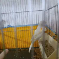 قناری‌ماده‌‌۹۰‌درصد.‌اماده