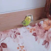 مرغ عشق نر مست مست