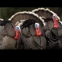 بوقلمون نر ۲سال