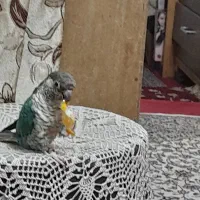 گیرینچیک سخنگو حلقه پا رام بدون قفس