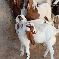 7 بزغاله پاکستانی بزرگ نژاد شیرا دوقلو زا