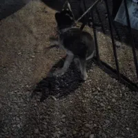 سگ‌اگسیل‌