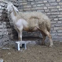 فروش یک راس شیشک افشاری آبستن درجا یک پاک و سرحال