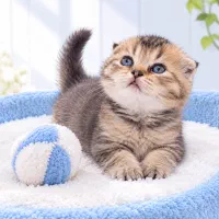 بلک گلدپسر