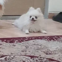 سگ پامر خرسی