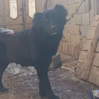 سگ لاس‌گله‌ای
