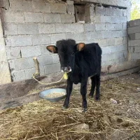 گاو گوساله نر