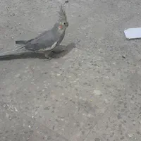 عروس هلندی نرو ماده|پرنده|اصفهان, گلستان|دیوار