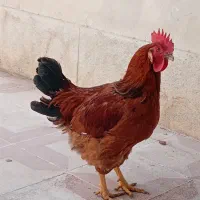 خروس دورگه خوب وسالم