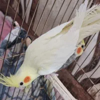 عروس هلندی ماده