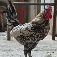 مرغ و خروس سبرایت ،چینی،مینیاتوری
