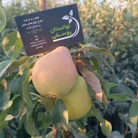 درخت ، نهال گلابی صادراتی پر ثمر ، گلخانه|خدمات باغبانی و درختکاری|مشهد, همت آباد|دیوار