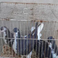 کفتر ساده