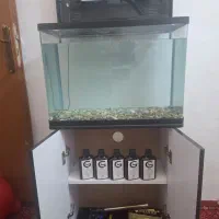 آکواریوم ماهی کوی