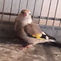 سهره ابلغ نر کله سفید انتیک ناخن هاسفید