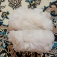 گوشبند سفید|لباس|مشگین شهر, |دیوار