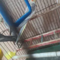 2عدد عروس هلندی|پرنده|رشت, پل تالشان|دیوار