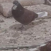 دوتا نر سرخ یکی دمسفید