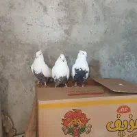 دمی سیاه|پرنده|اشترینان, |دیوار