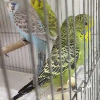 مرغ‌عشق‌‌ ‌انگلیسی|پرنده|قم, حنیف نژاد|دیوار