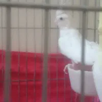 یک جفت عروس هلندی