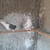 کبوتر|پرنده|تهران, صاحب الزمان|دیوار