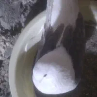 با سلام یک عدد کبوتر پشتار ماده ریحانی جوان