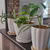 تعدادی گل آپارتمانی