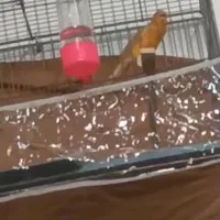 سه عددقناری نربخون