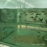 ماهی گیاه‌خوار اکواریومی|ماهی|نیشابور, دارایی|دیوار