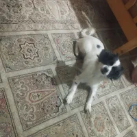 سگ پیکینیز|سگ|رشت, آب آسیاب|دیوار