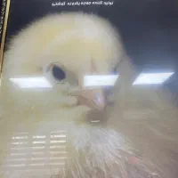 استخدام راننده لیفتراک