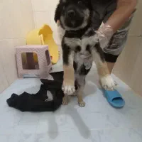 فروش فوری توله سگ دوبرمن|سگ|تهران, تجریش|دیوار