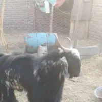 کهری نر چاق|حیوانات مزرعه|کرمان, |دیوار