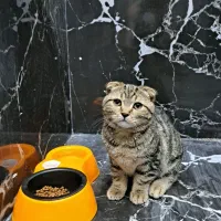 گربه اسکاتیش