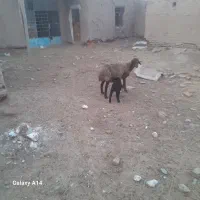 بره،، میش|حیوانات مزرعه|نیشابور, ریوند|دیوار