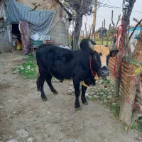 ورزا گاو چالوسی قوار دار ۱۳۰تای