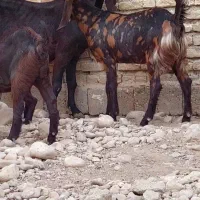 بز کاموری کولار کهره|حیوانات مزرعه|شیراز, حومه شیراز|دیوار