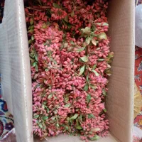 زعفران نگین  قائنات|خوردنی و آشامیدنی|قم, گلزار|دیوار