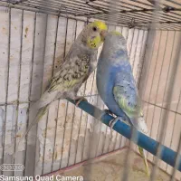 جفت مرغ عشق اسپانگل رنگین کمانی|پرنده|شیراز, آزادی|دیوار