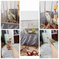 عروس هلندی نر