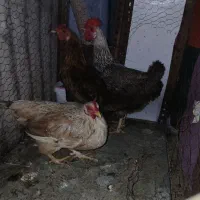 مرغ تخم گذار