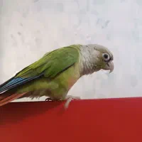 طوطی گیرینچیک